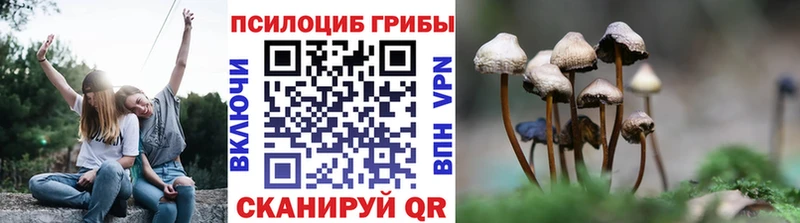 Псилоцибиновые грибы Psilocybe  Купить  Татарск 